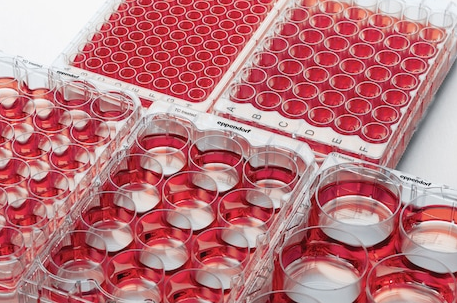 Eppendorf - Celledyrkingsplater